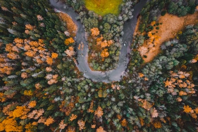 Green trees and palm trees on the aerial view
